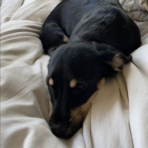 Meet your Posher, Dudley